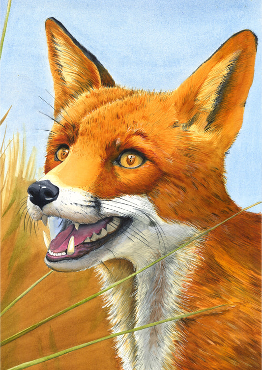 Fox