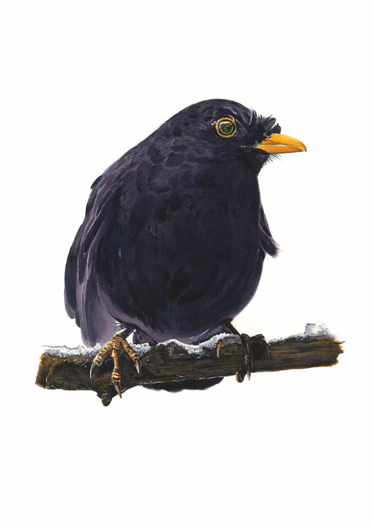 Blackbird