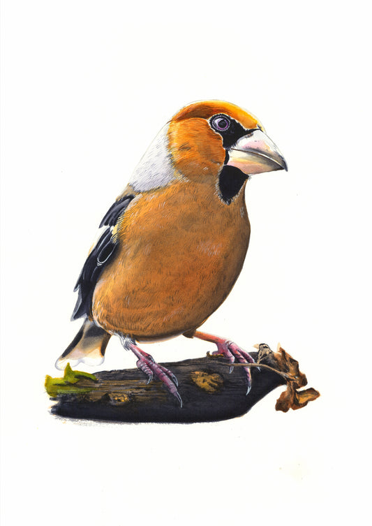 Hawfinch