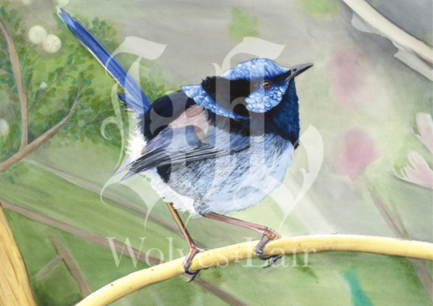 Australian fairy wren