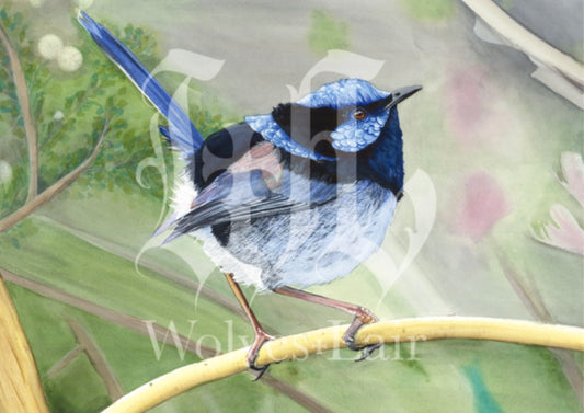 Australian fairy wren