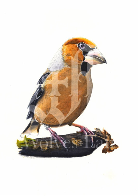 Hawfinch