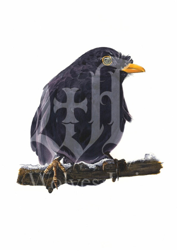 Blackbird