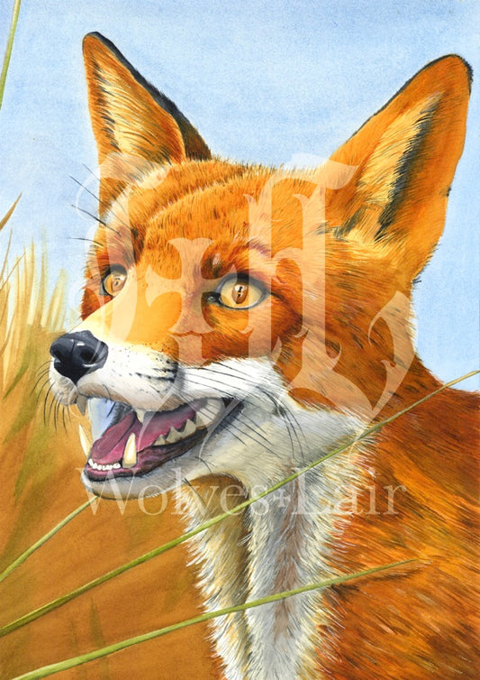 Fox